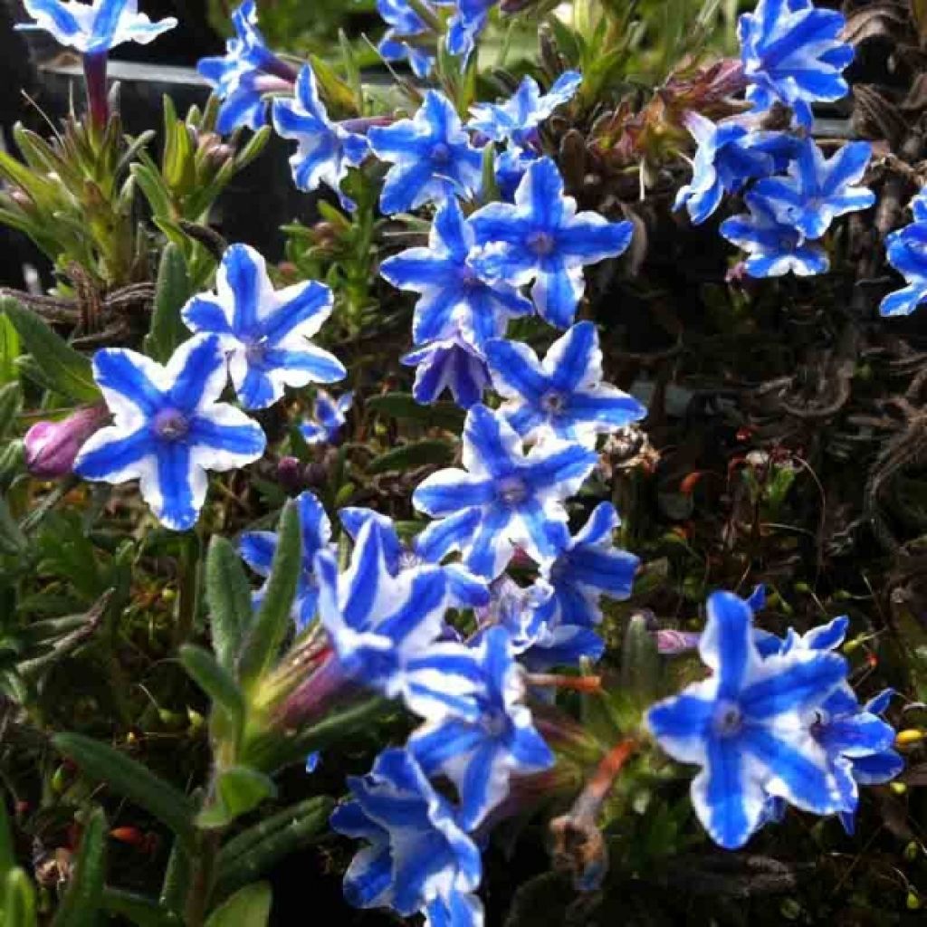 Steinsame Star - Lithodora diffusa