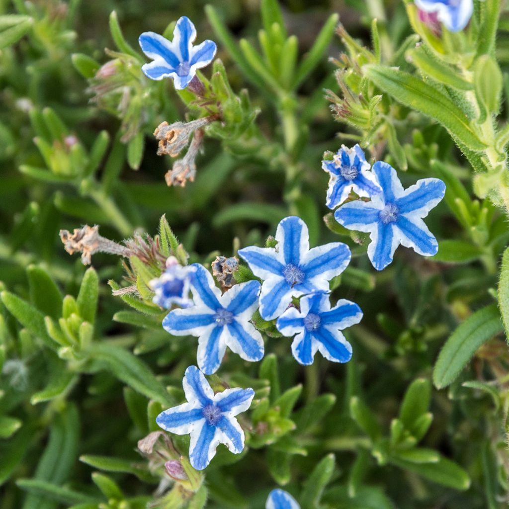 Steinsame Star - Lithodora diffusa