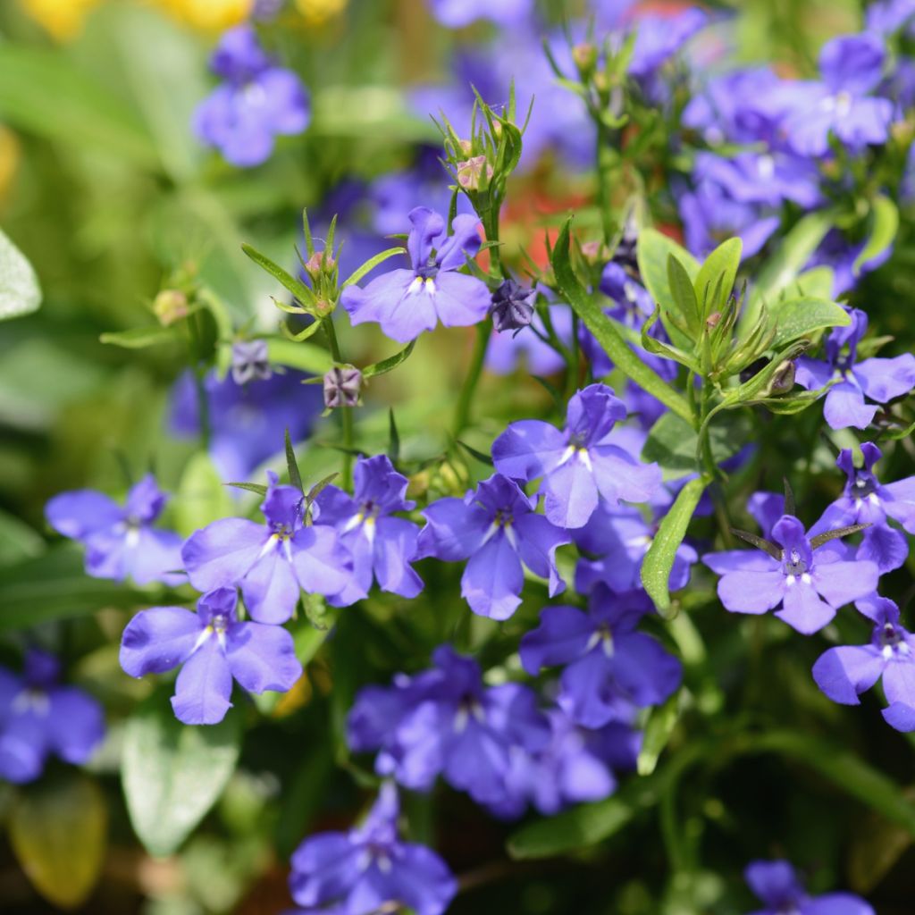 Lobelia erinus Anabel Blue - Lobelie