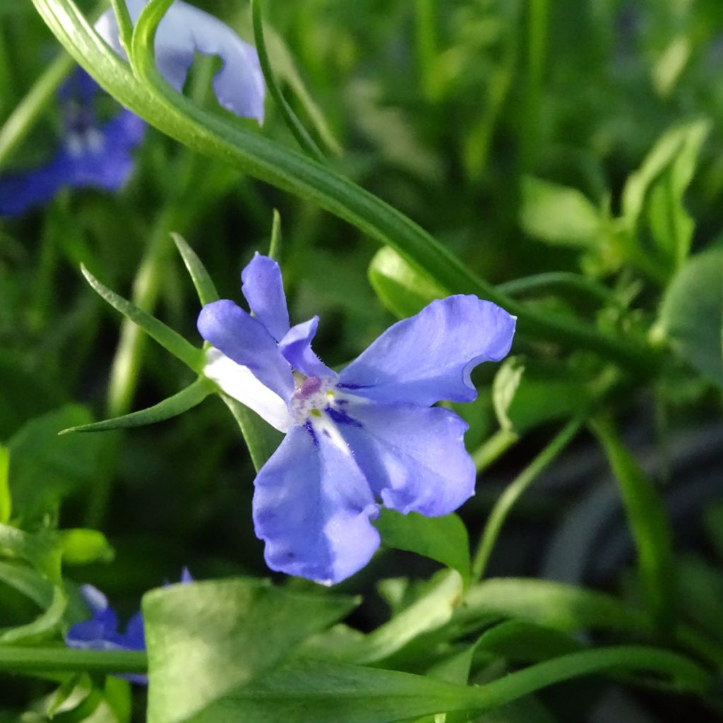 Lobelia erinus Anabel Blue - Lobelie