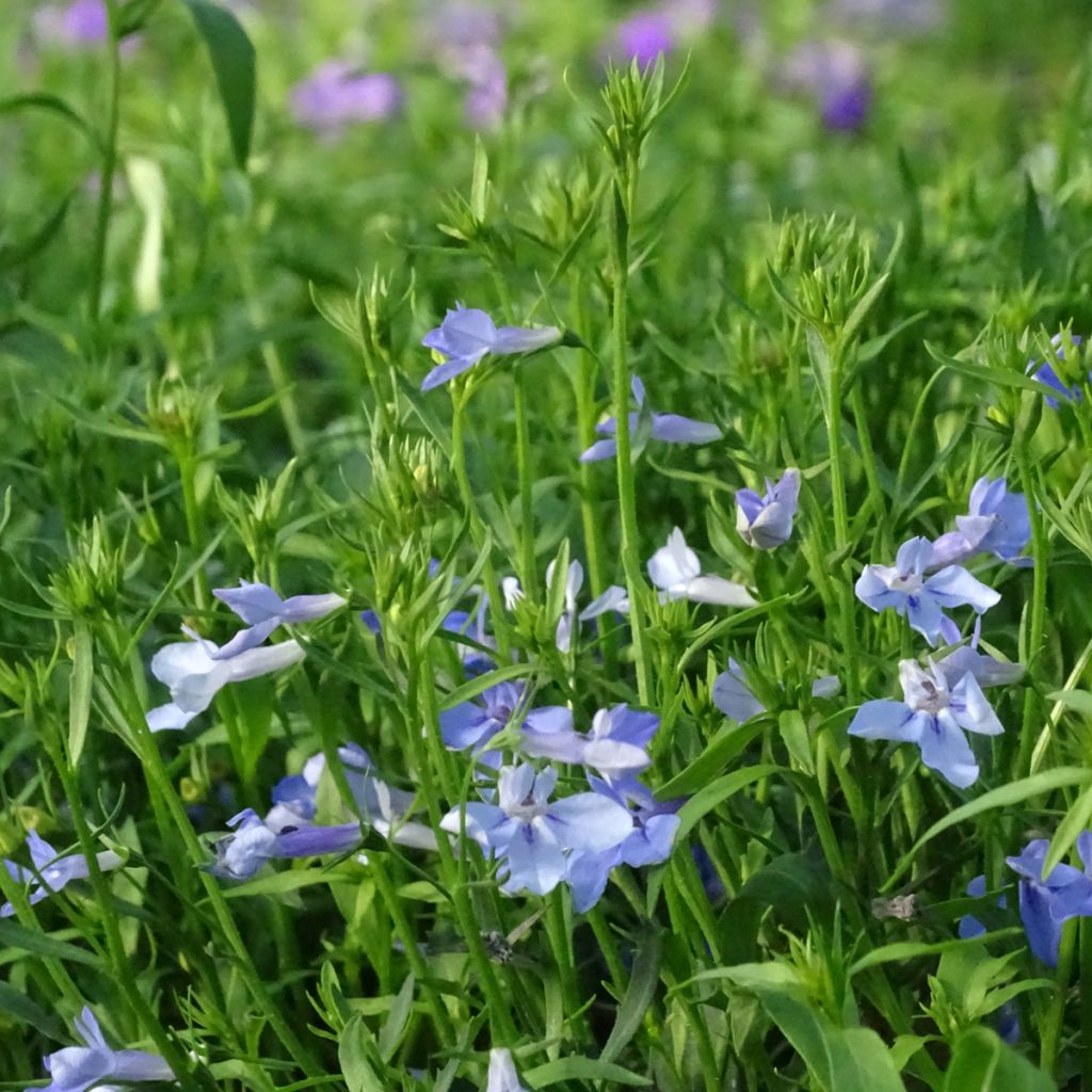 Lobélia Anabel Blue