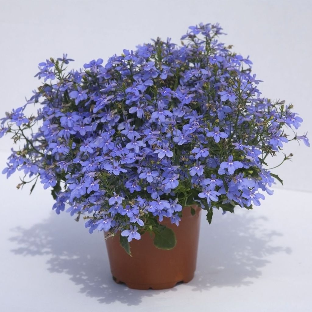 Lobelia erinus Hot Water Blue - Lobelie