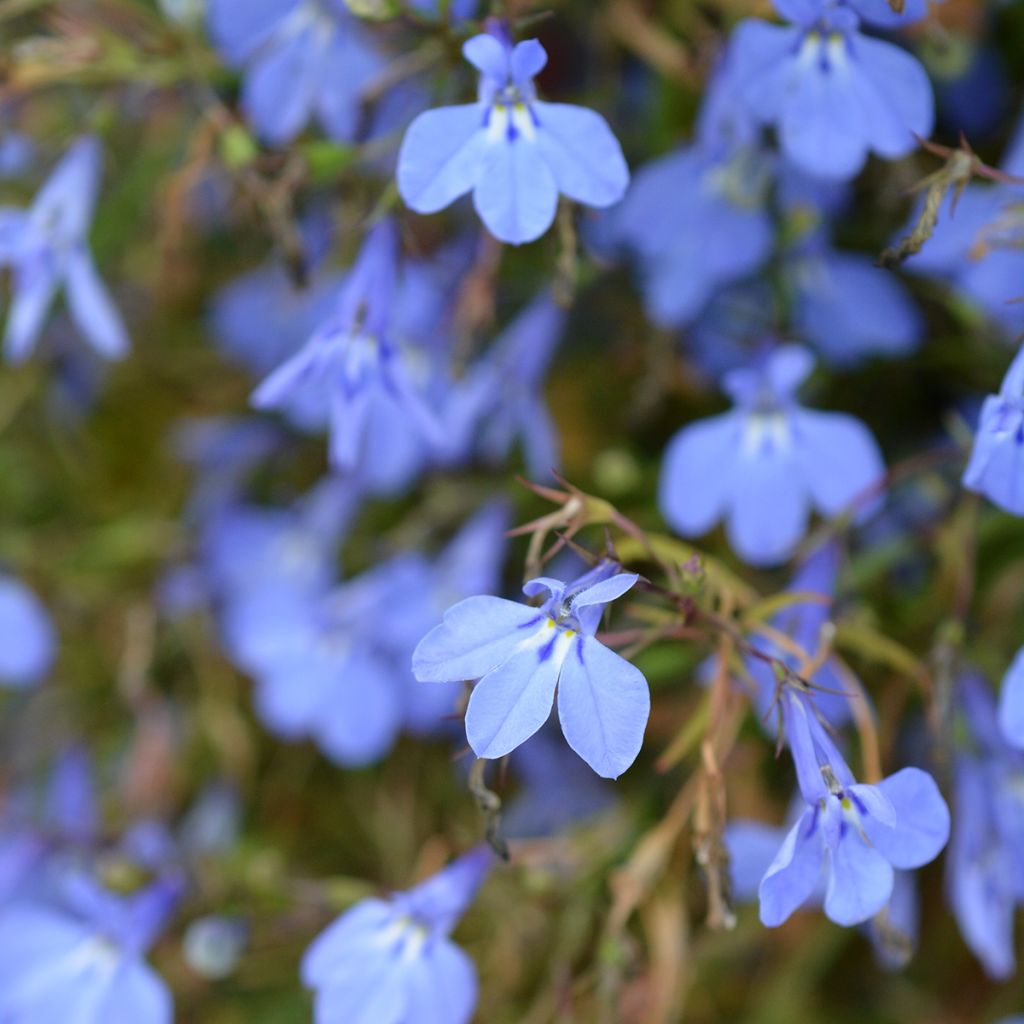 Lobelia erinus Hot Water Blue - Lobelie