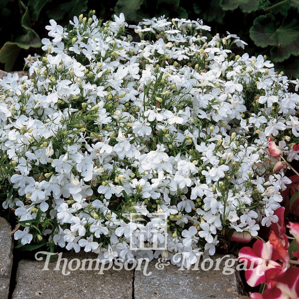 Lobelia erinus Paper Moon (Samen) - Lobelie