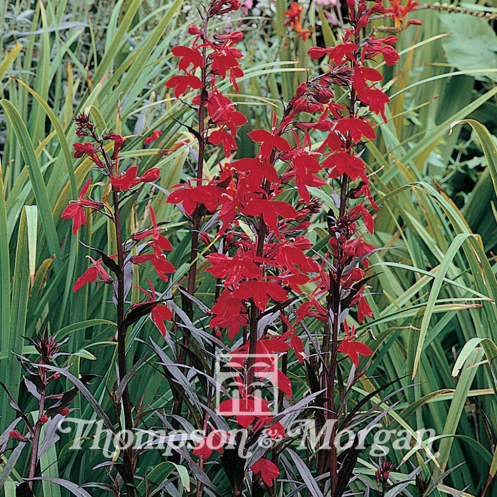 Lobelia fulgens Queen Victoria (Samen) - Lobelie