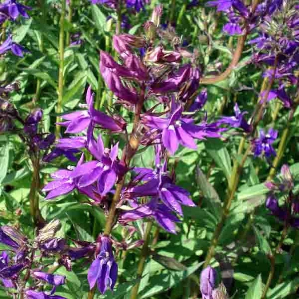 Lobelia gerardii Vedrariensis - Stauden-Lobelie