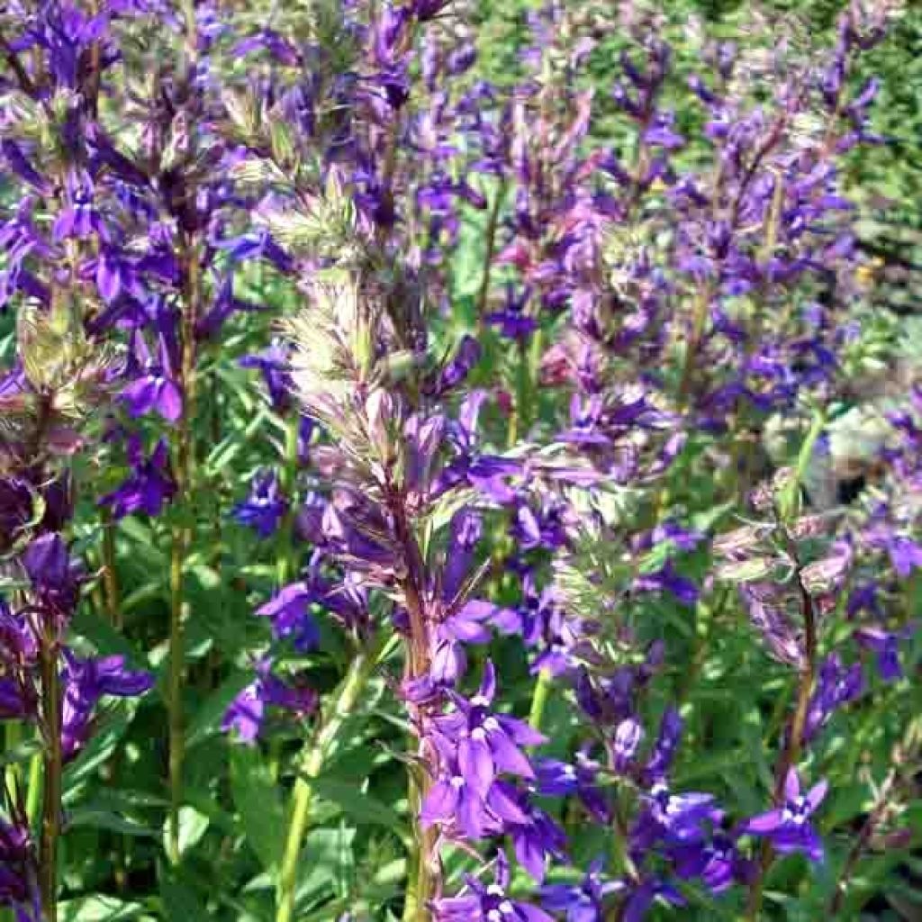 Lobelia Gerardii Vedrariensis