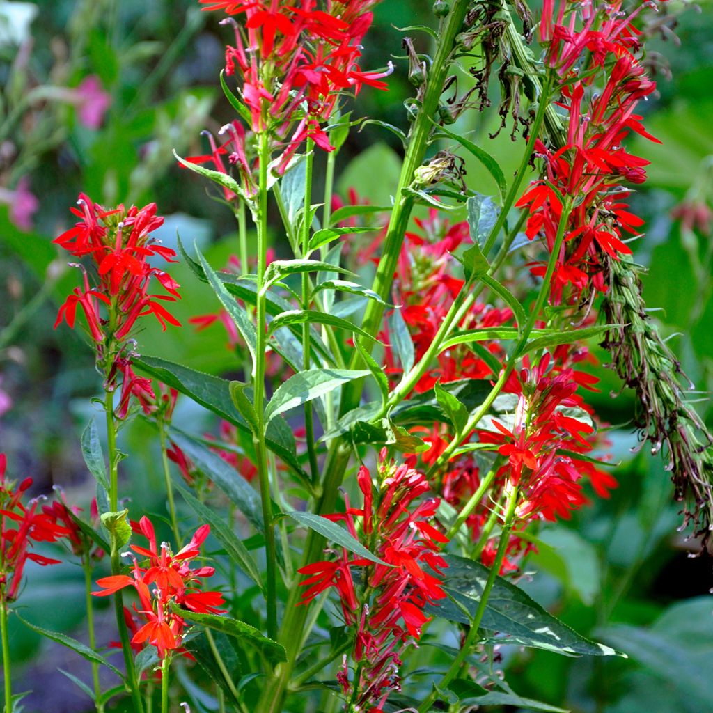 Lobelia cardinalis - Lobélie cardinale