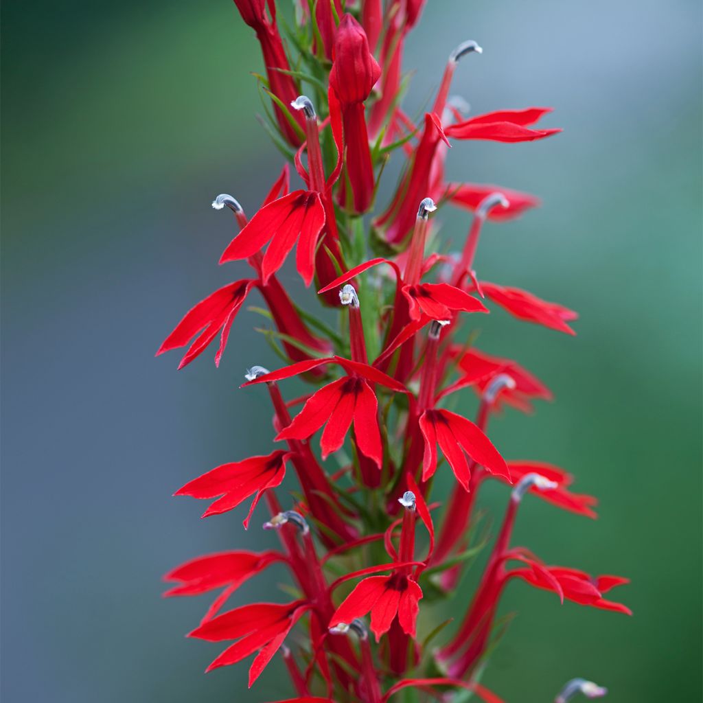 Lobelia cardinalis - Lobélie cardinale