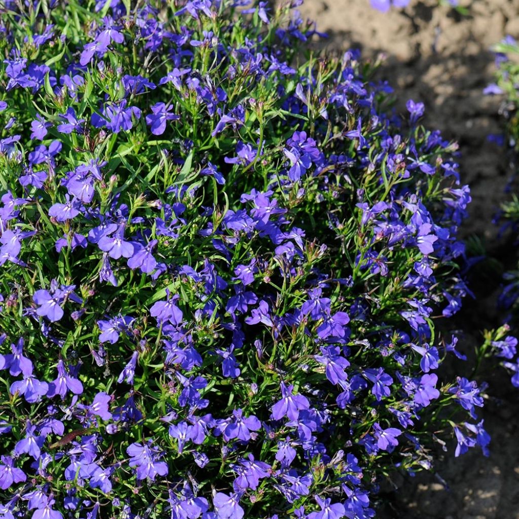 Lobelia erinus Crystal Palace - Lobelie