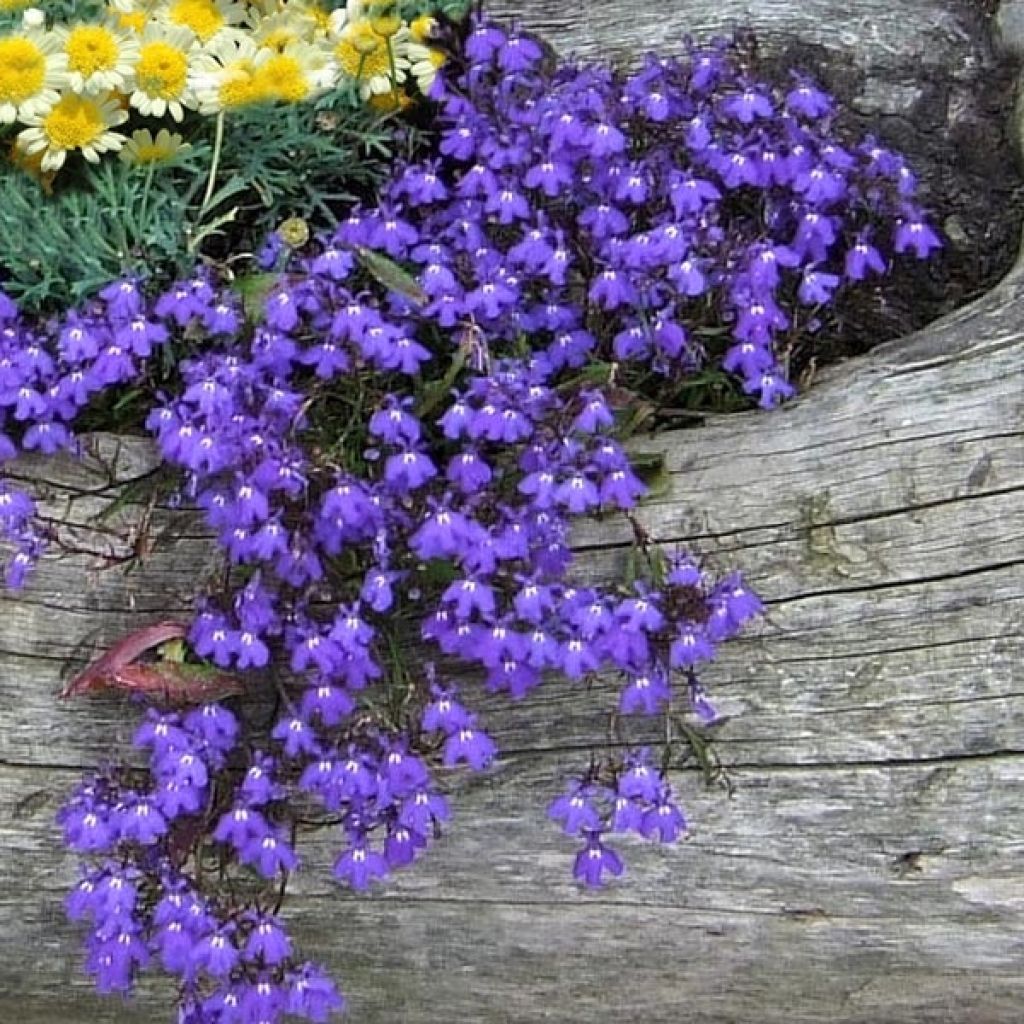 Lobelia erinus Crystal Palace - Lobelie