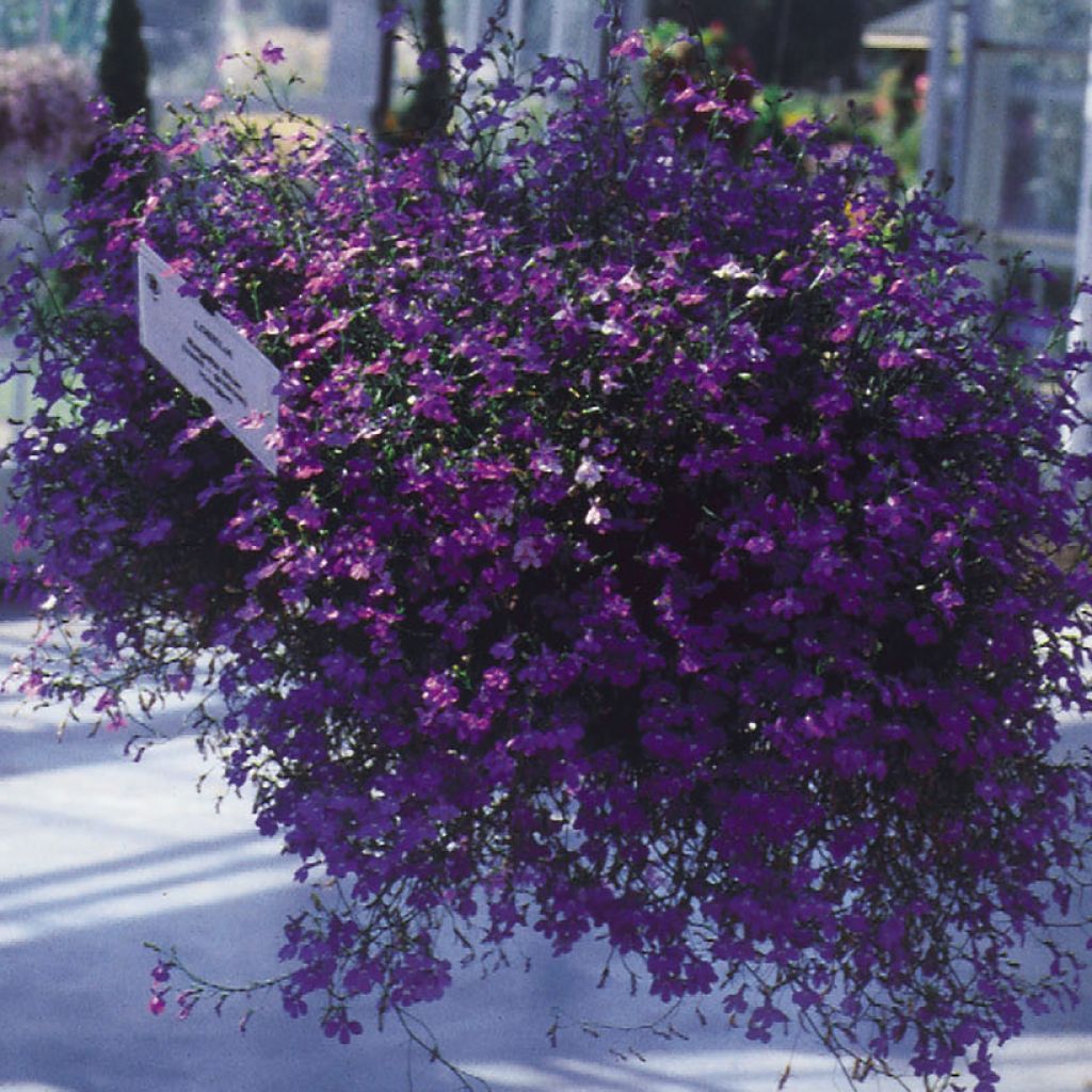 Lobelia erinus pendula Regatta Deep Blue - Lobelie