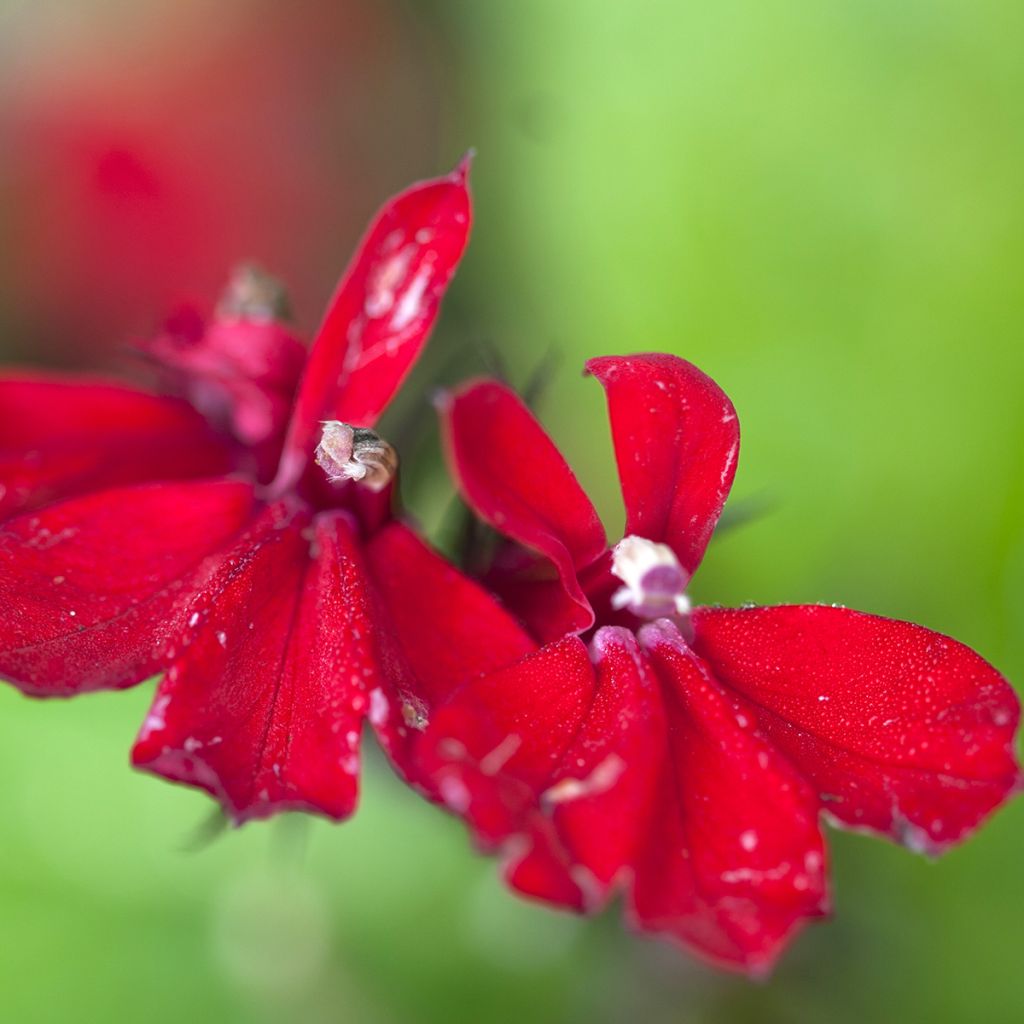 Stauden-Lobelie Queen Victoria - Lobelia fulgens