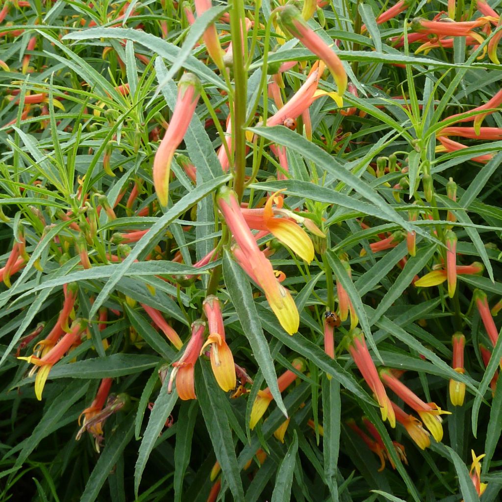 Lobelia laxiflora - Lobelie