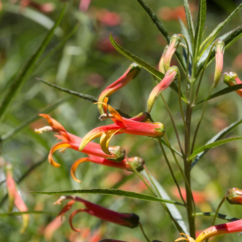 Lobelia laxiflora - Lobelie