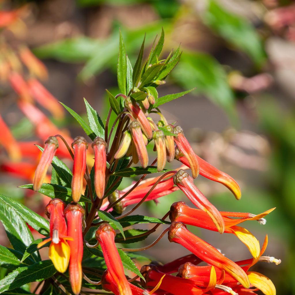 Lobelia laxiflora - Lobelie