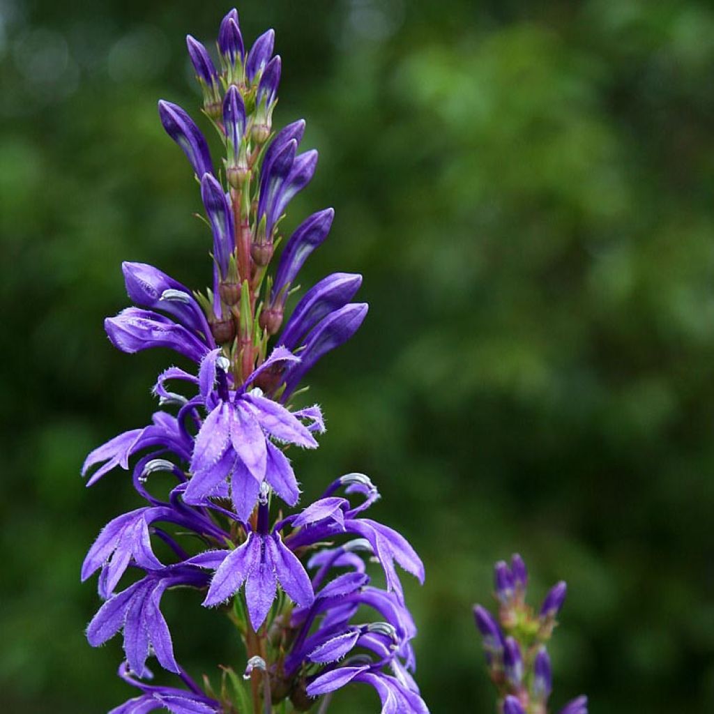 Lobelia sessilifolia - Lobelie