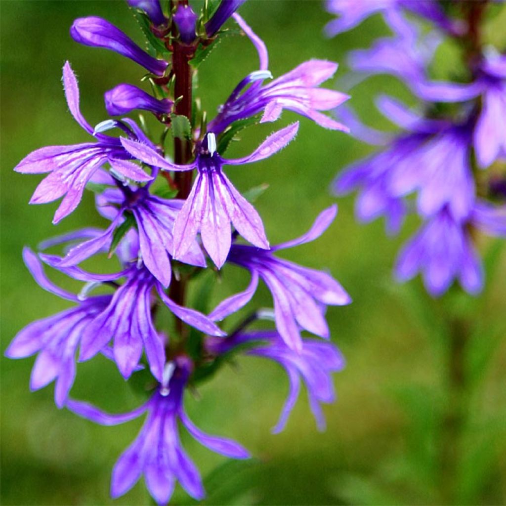 Lobelia sessilifolia