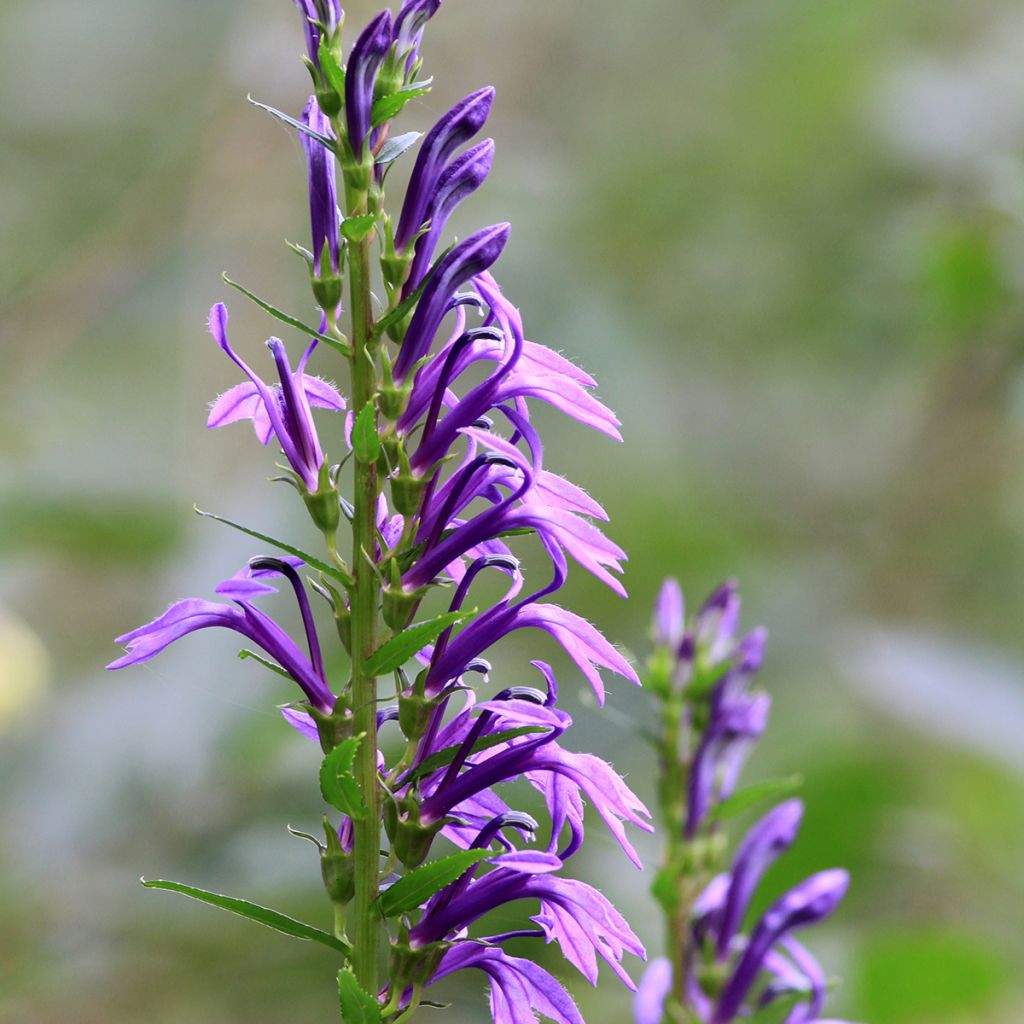 Lobelia sessilifolia - Lobelie