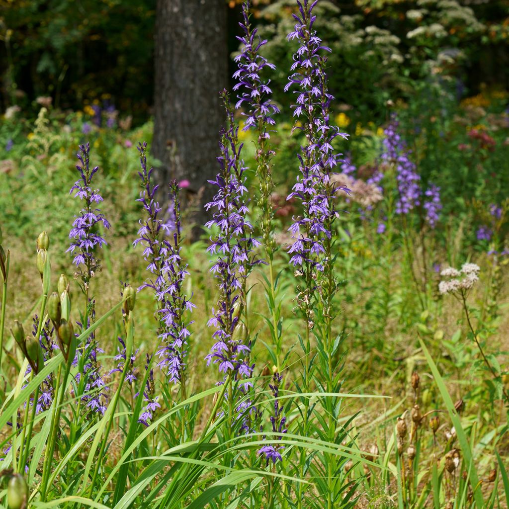 Lobelia sessilifolia - Lobelie