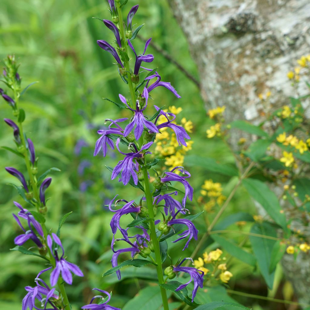 Lobelia sessilifolia - Lobelie