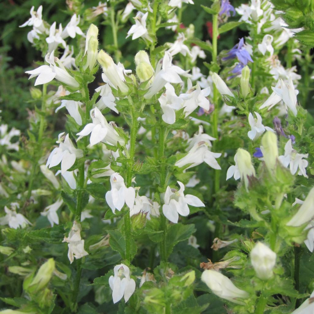 Lobelia siphilitica Alba