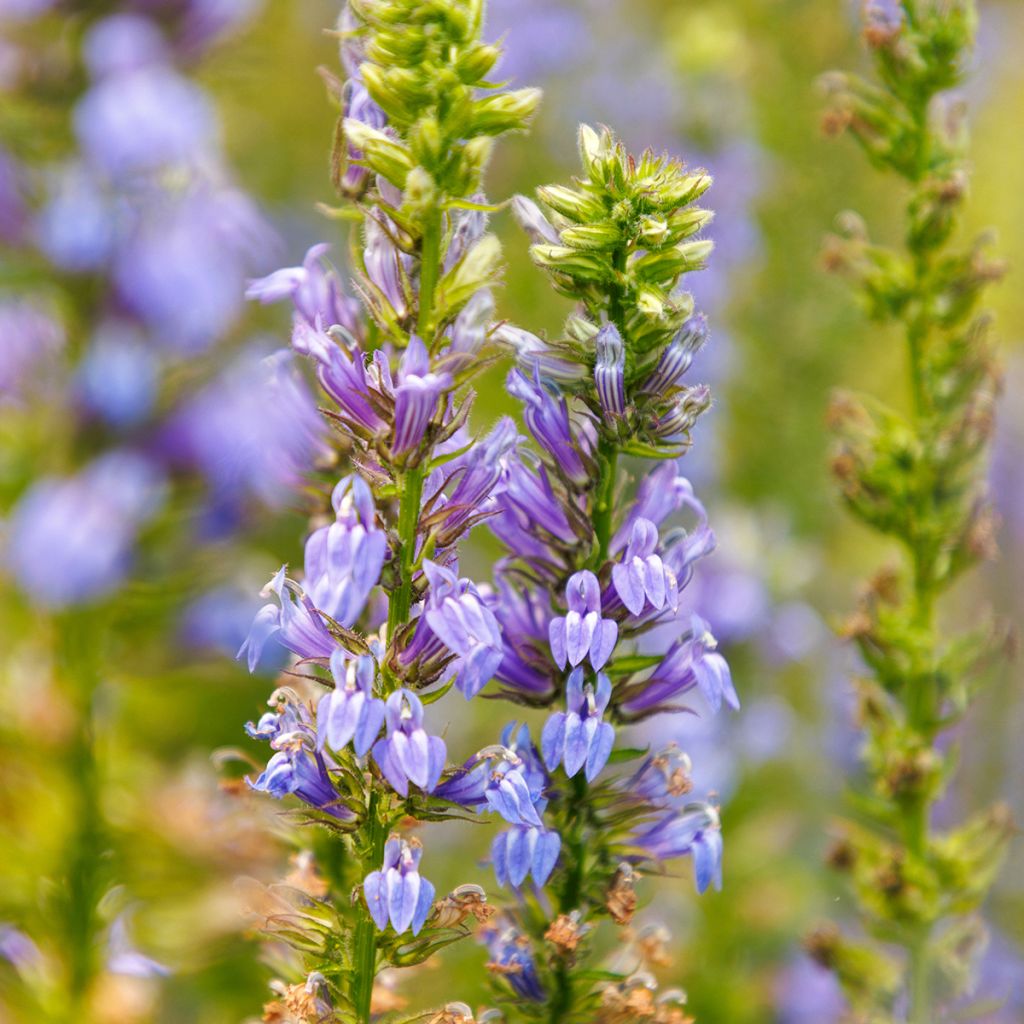 Stauden-Lobelie - Lobelia siphilitica