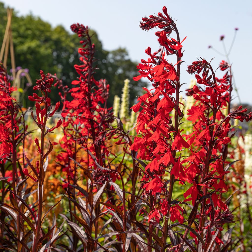 Prachtlobelie Dark Crusader - Lobelia speciosa