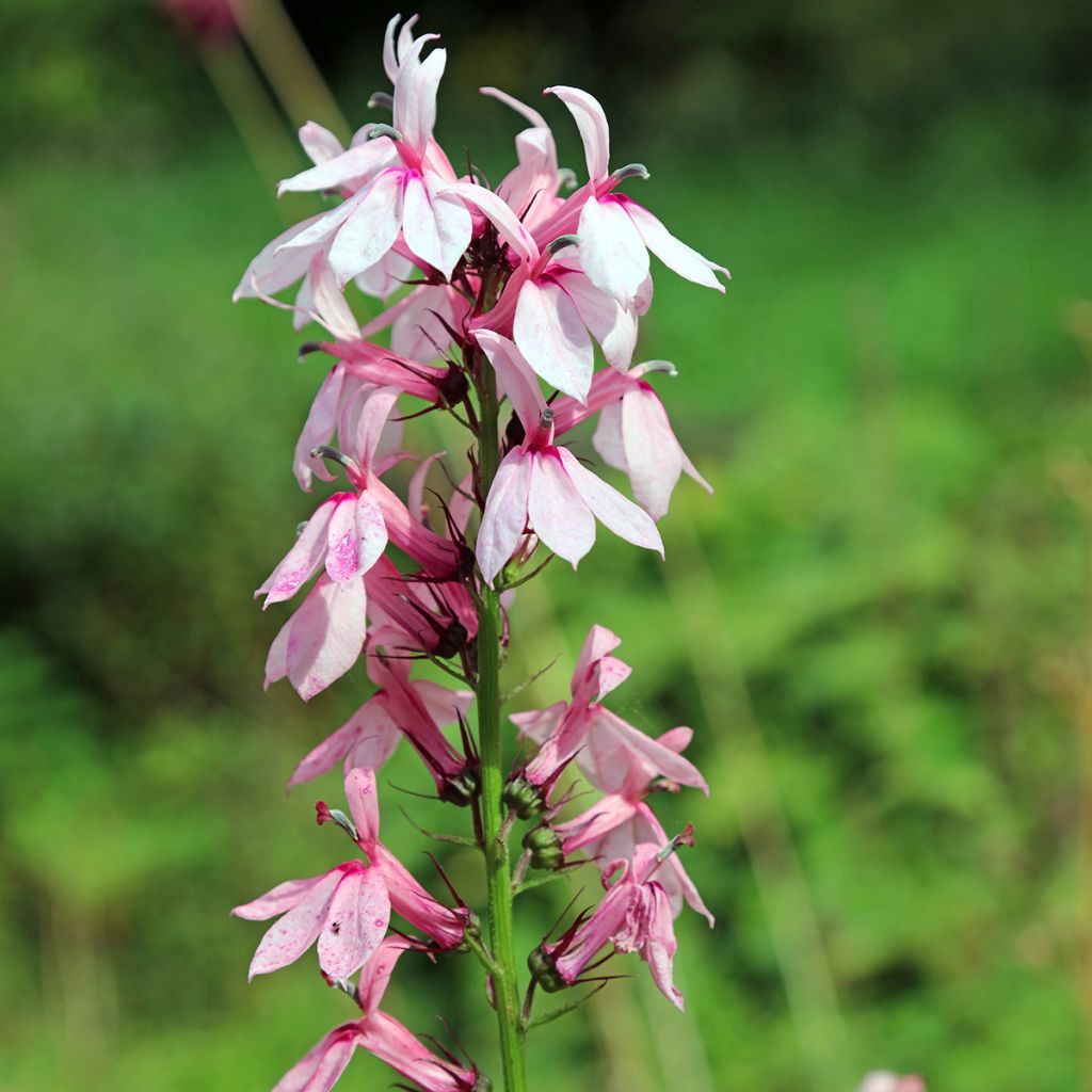 Prachtlobelie Fan Orchid Rose - Lobelia speciosa