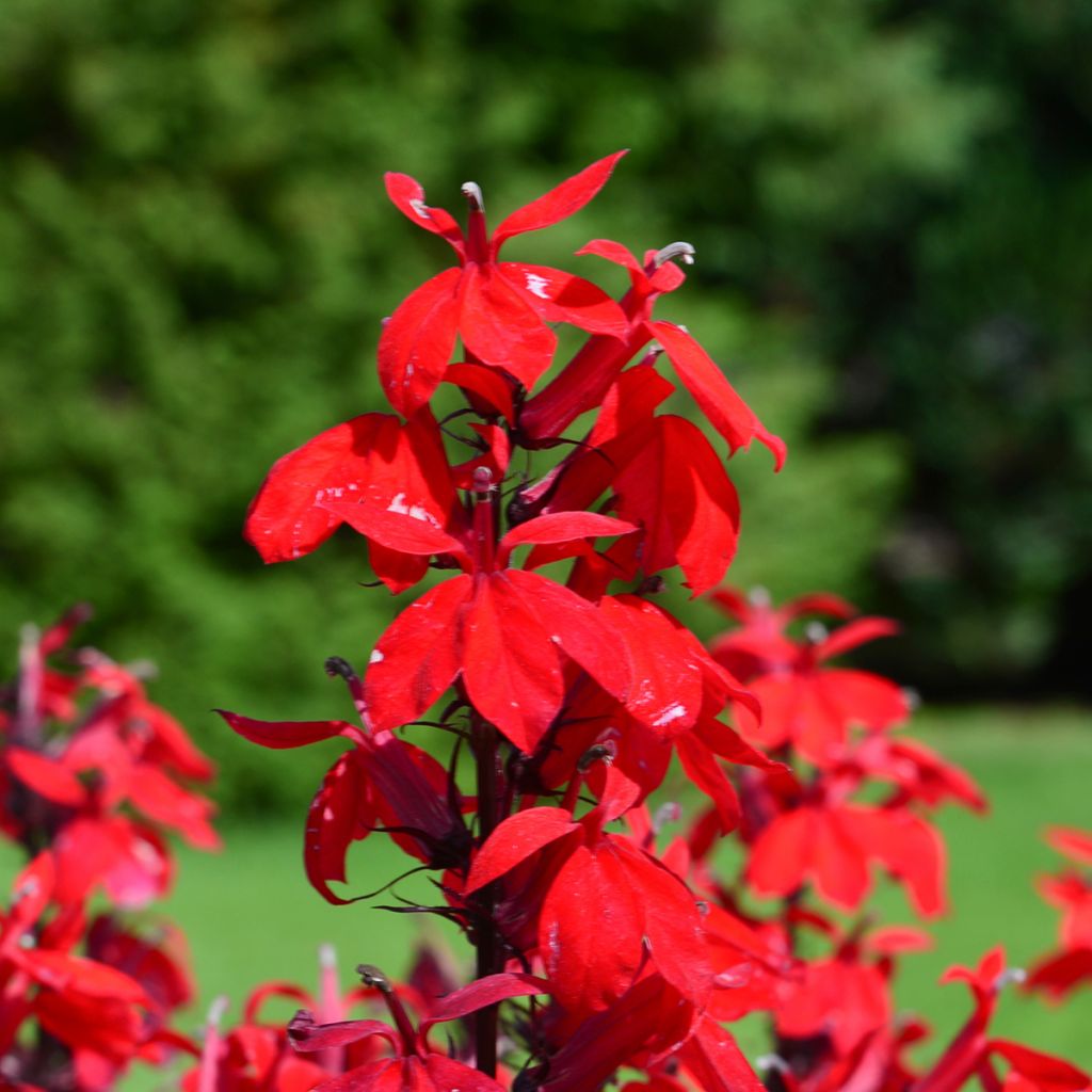 Prachtlobelie Fan burgundy - Lobelia speciosa