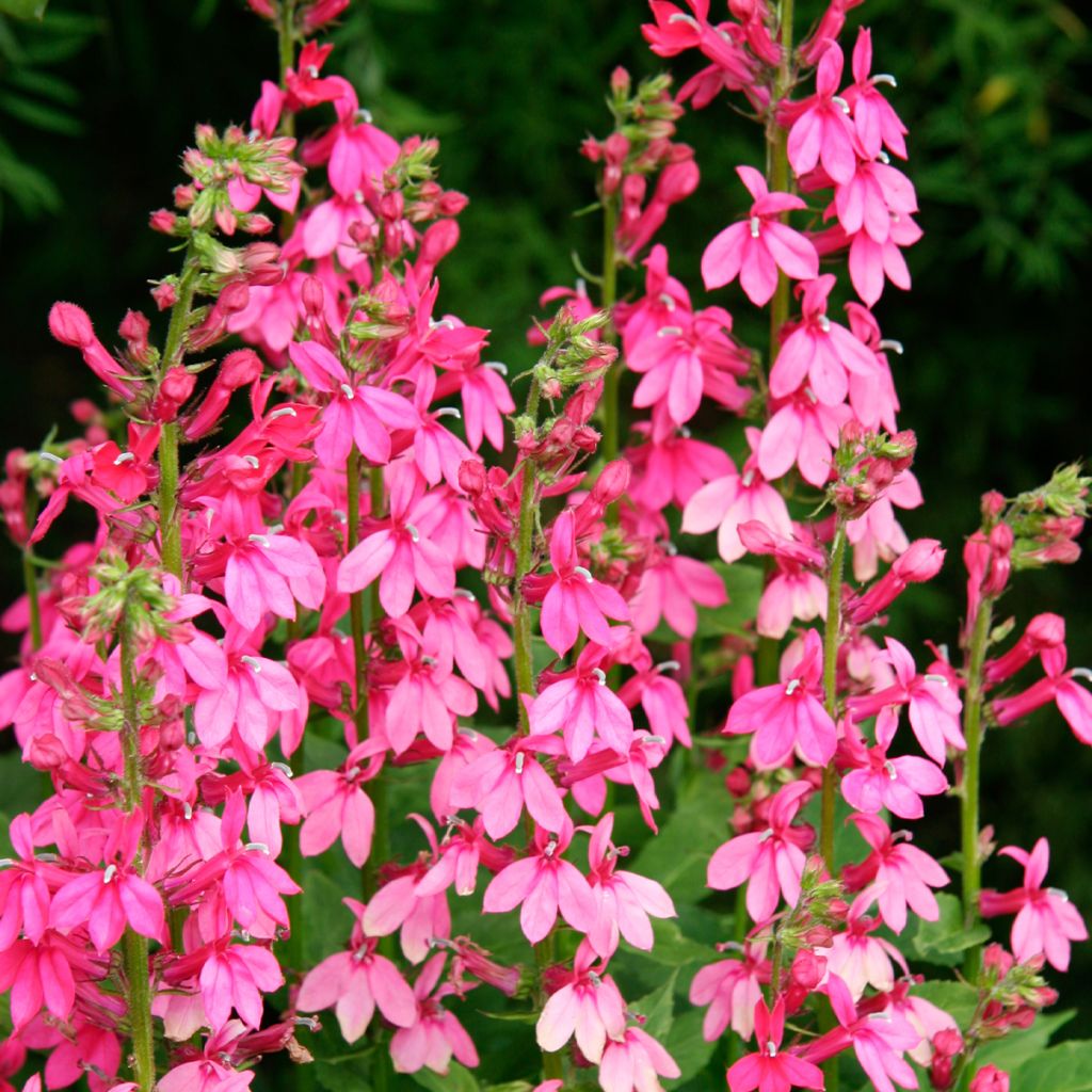 Prachtlobelie Pink Flamingo - Lobelia speciosa