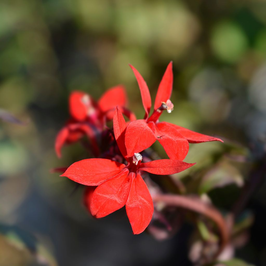 Prachtlobelie Starship Scarlet - Lobelia speciosa