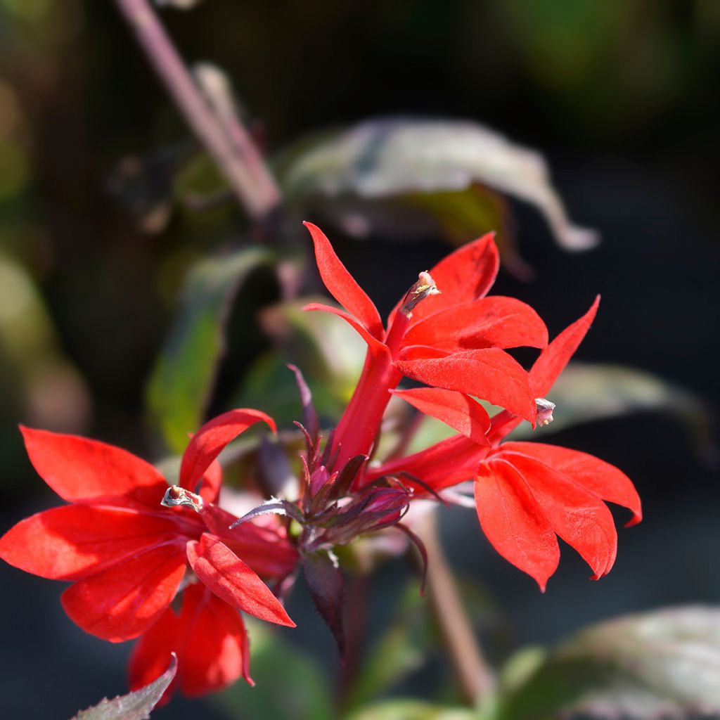 Prachtlobelie Starship Scarlet - Lobelia speciosa