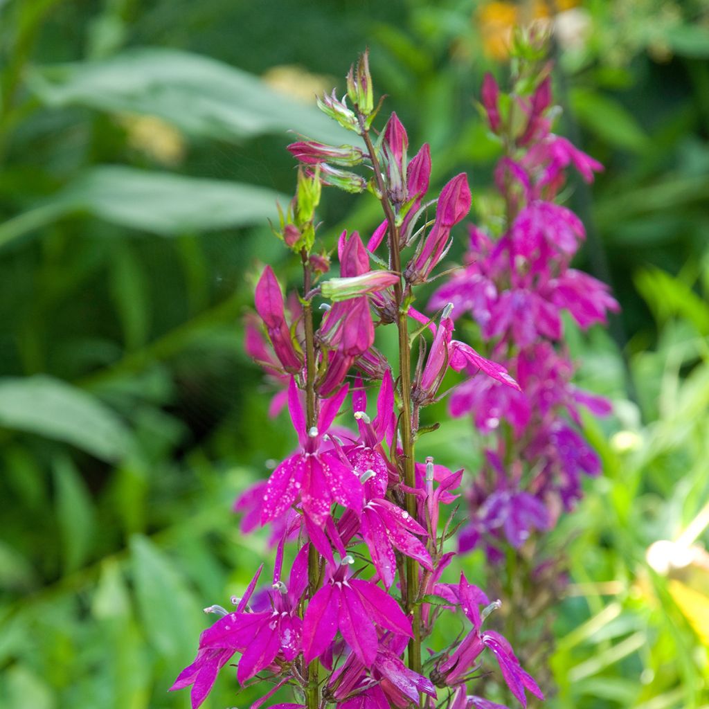 Prachtlobelie Tania - Lobelia speciosa