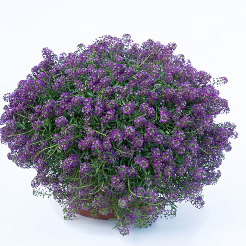 Strand-Silberkraut Princess in Purple - Lobularia