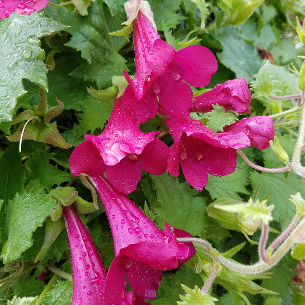 Lophospermum scandens Rosea