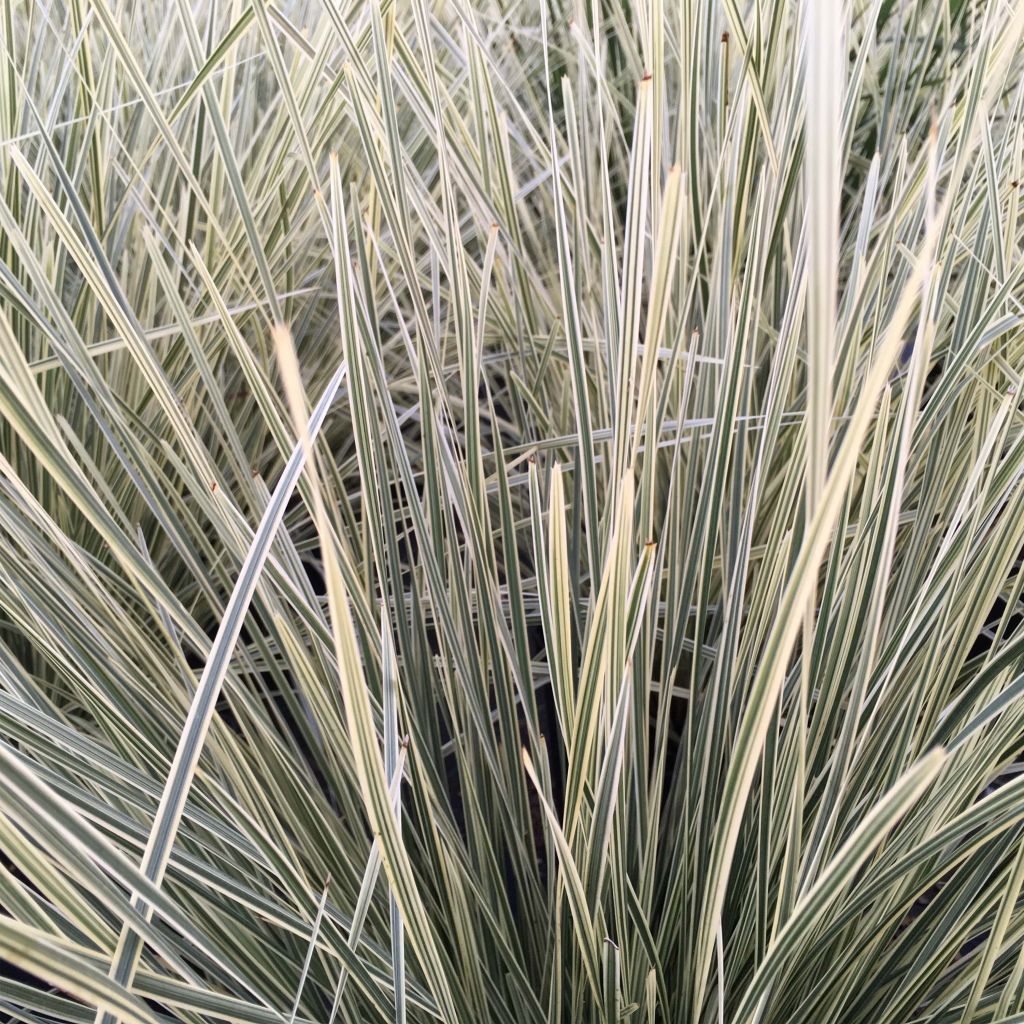 Lomandra longifolia White Sands