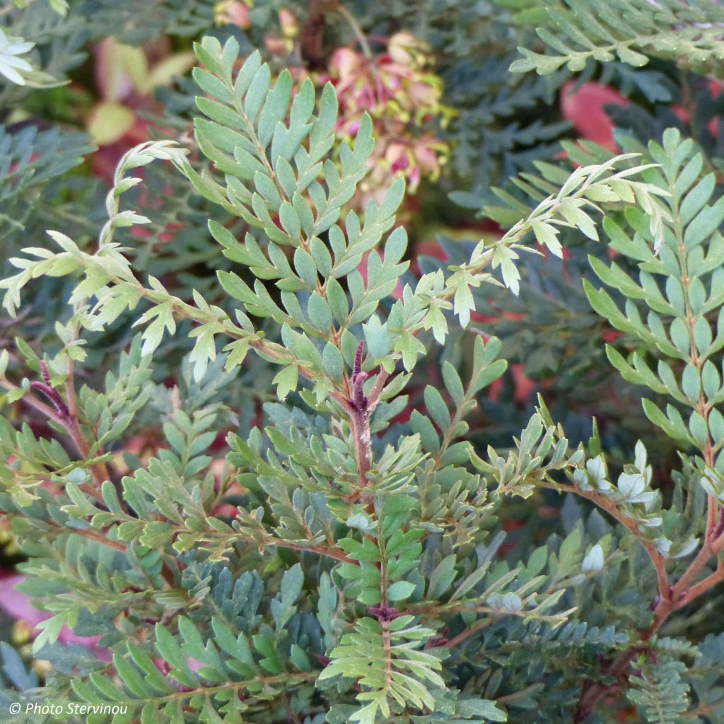 Lomatia ferruginea - Lomatie ferrugineuse