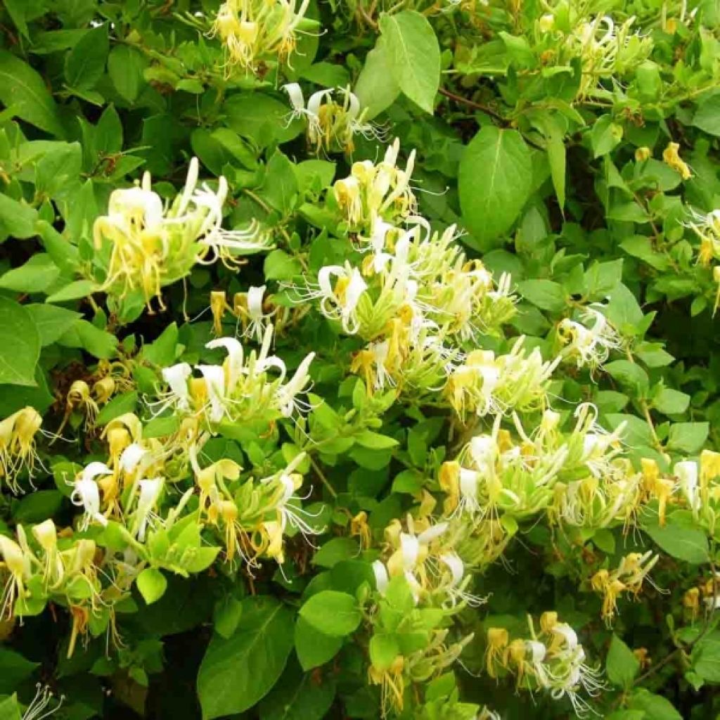 Lonicera japonica Hall's Prolific - Japanisches Geißblatt