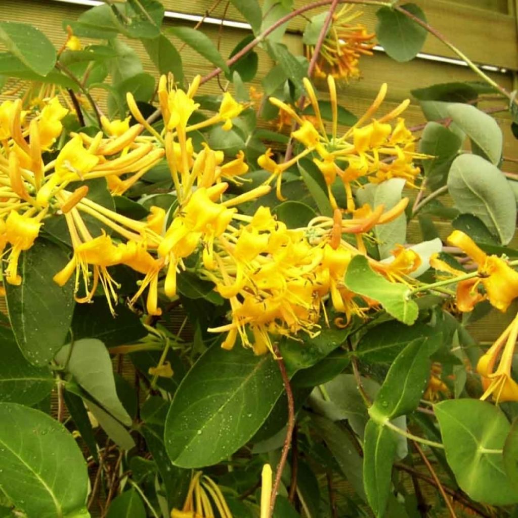 Lonicera Mandarin - Wald-Geißschlinge