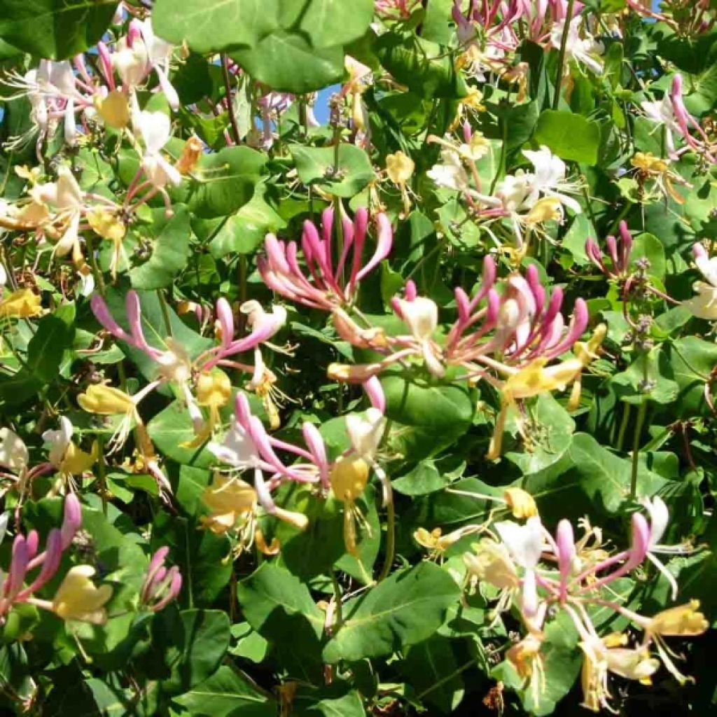 Lonicera periclymenum Serotina - Wald-Geißschlinge