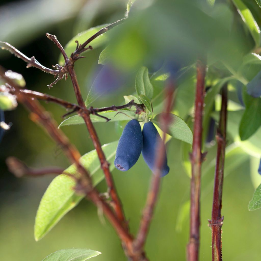 Heckenkirsche Boreal Beauty - Lonicera kamtschatica