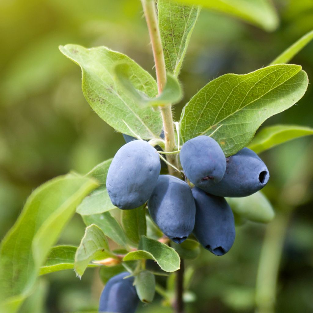 Heckenkirsche Strawberry Sensation - Lonicera kamtschatica