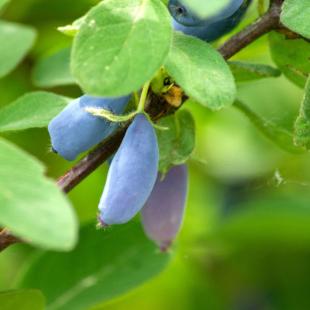 Lonicera caerulea Strawberry Sensation - Camérisier bleu