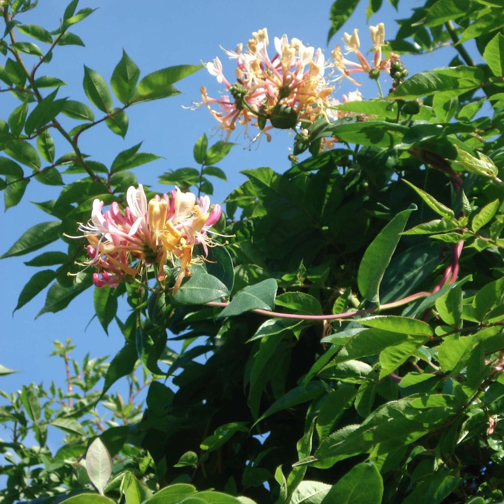 Chèvrefeuille, Lonicera caprifolium