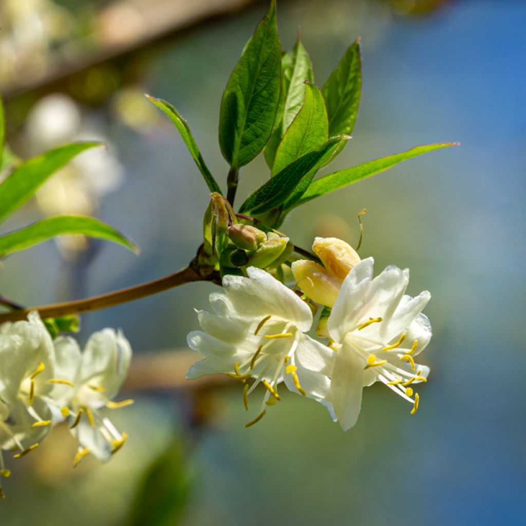 Lonicera fragrantissima - Wohlriechende Heckenkirsche