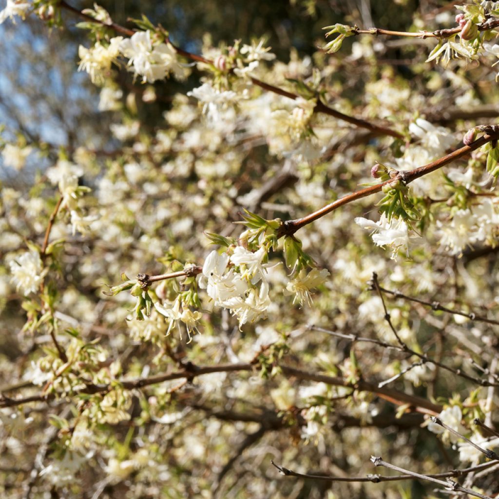 Lonicera fragrantissima - Wohlriechende Heckenkirsche