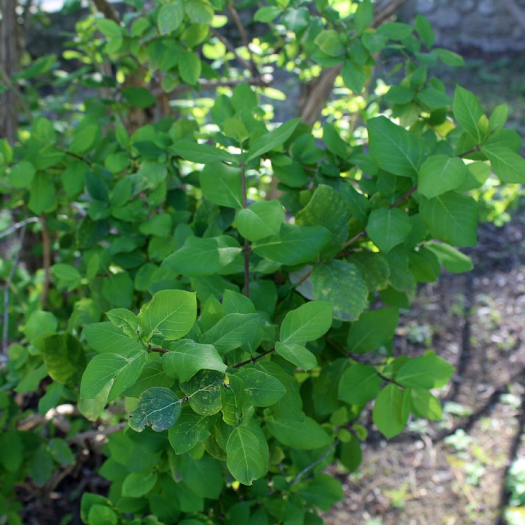 Lonicera fragrantissima - Wohlriechende Heckenkirsche