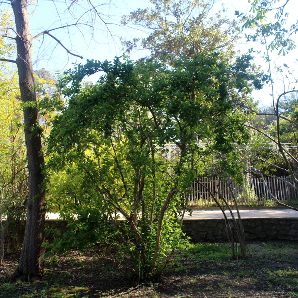 Lonicera fragrantissima - Wohlriechende Heckenkirsche