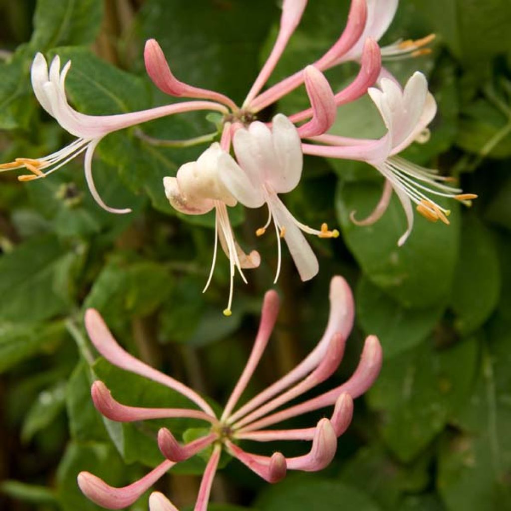 Lonicera heckrottii Gold Flame - Feuer-Geißblatt